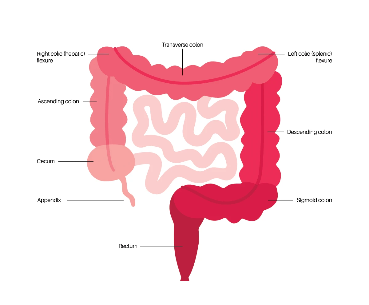 A double-barium enema test provides a detailed view of your colon and any possibly abnormalities.