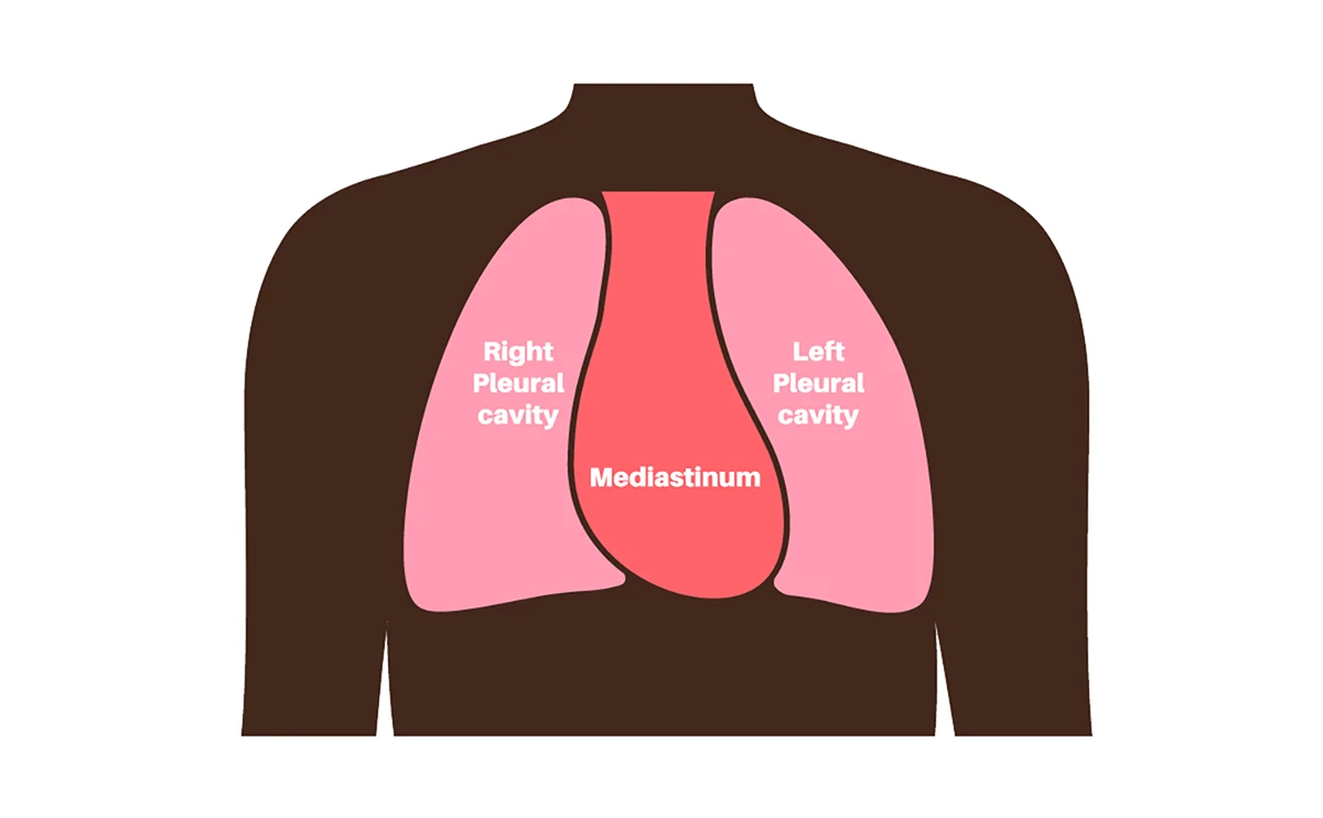 Mediastinum area between the lungs